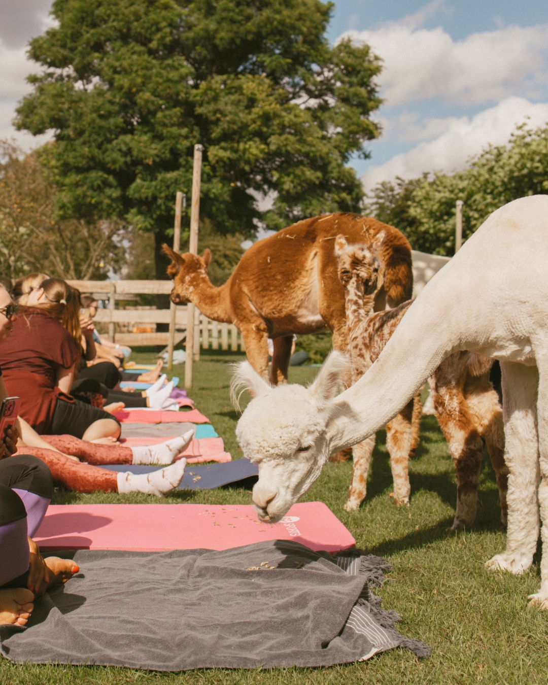 Alpaca Yoga | 711 Yoga